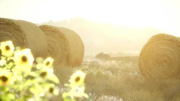 hay bales in the sunset photo