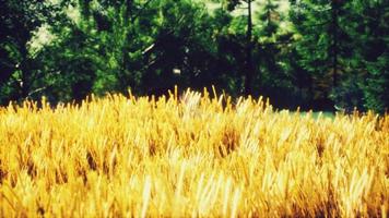 Scene of sunset or sunrise on the field with young rye or wheat in the summer photo