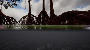 Above and below the sea surface near mangrove trees photo