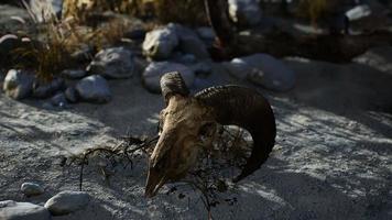 Skull of a dead ram in the desert photo