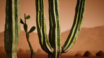 atardecer en el desierto de arizona con cactus saguaro gigante foto