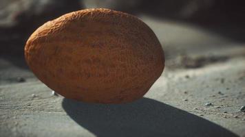 Desert melon on the sand beach photo