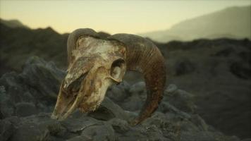 Cráneo de carnero muflón europeo en condiciones naturales en montañas rocosas foto
