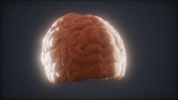 animación de cerebro humano giratorio de bucle foto