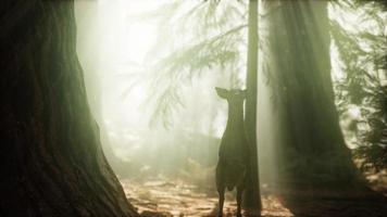 salto de ciervo en cámara lenta extrema en el bosque de pinos foto