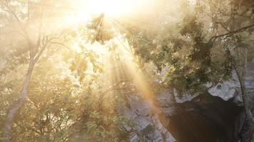 Sunbeams pour through trees in misty forest photo