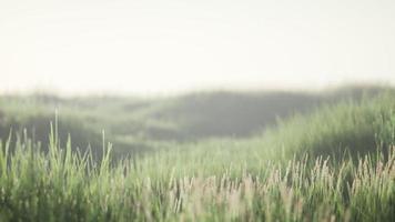 Green field with tall grass in the early morning with fog photo