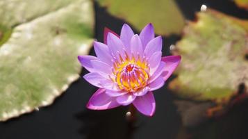 flor violeta del lirio de agua en la charca foto de archivo