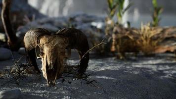 Skull of a dead ram in the desert photo