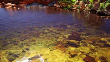 tropical golden pond with rocks and green plants photo