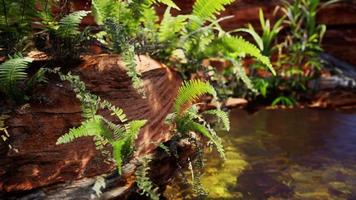 tropical golden pond with rocks and green plants photo