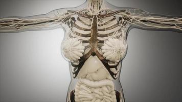 Transparent Human Body with Visible Bones photo