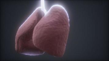 loop 3d rendered medically accurate animation of the human lung photo