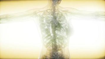 imagen de rayos x del cuerpo humano foto