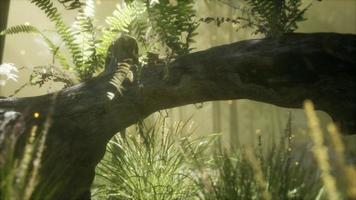 horizontally bending tree trunk with ferns growing, and sunlight shining photo