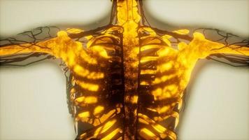 human skeleton bones scan glowing photo