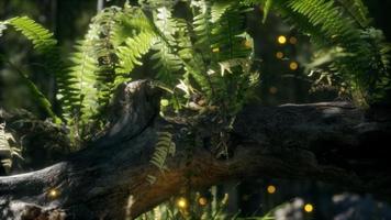 horizontally bending tree trunk with ferns growing, and sunlight shining photo