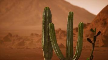 Arizona desert sunset with giant saguaro cactus photo