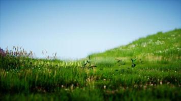 Field of green fresh grass under blue sky photo