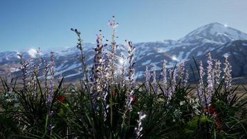 Lavender field with blue sky and mountain cover with snow photo