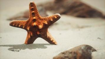 red starfish on ocean beach with golden sand photo