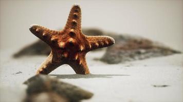 red starfish on ocean beach with golden sand photo