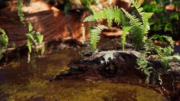 tropical golden pond with rocks and green plants photo