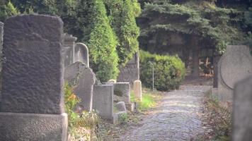 un vecchio cimitero ebraico a wroclaw, polonia - breslavia - lastre tombali e cripte sono ricoperte di edera video