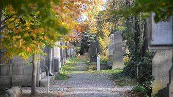 en gammal judisk kyrkogård i wroclaw, polen - breslau - gravhällar och kryptor är övervuxna med murgröna video
