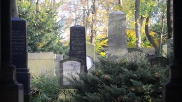 un ancien cimetière juif de wroclaw - dalles de tombe et cryptes recouvertes de lierre video