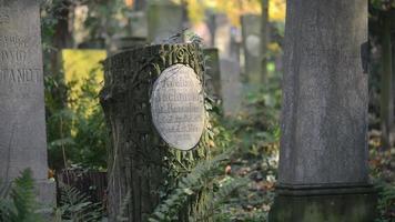 un vecchio cimitero ebraico a wroclaw, polonia - breslavia - lastre tombali e cripte sono ricoperte di edera video