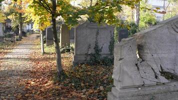 un ancien cimetière juif de wroclaw - dalles de tombe et cryptes recouvertes de lierre video