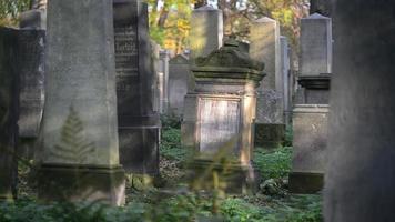 um antigo cemitério judaico em wroclaw, polônia - breslau - lajes e criptas de sepultura estão cobertas de hera video