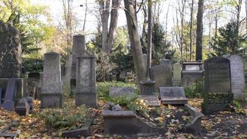 um antigo cemitério judaico em wroclaw - lajes e criptas cobertas de hera