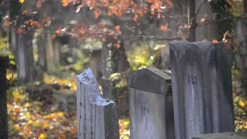 un antiguo cementerio judío en wroclaw, polonia - breslau - losas de tumbas y criptas están cubiertas de hiedra video