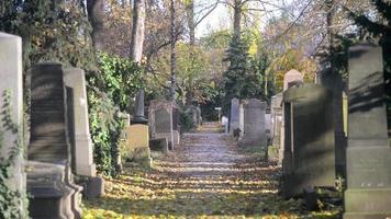 un vecchio cimitero ebraico a Breslavia - lastre tombali e cripte ricoperte di edera video