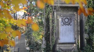 um antigo cemitério judaico em wroclaw, polônia - breslau - lajes e criptas de sepultura estão cobertas de hera