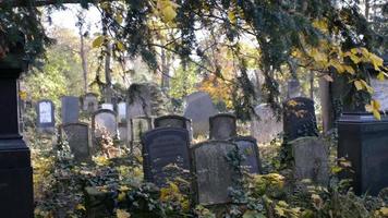 un antiguo cementerio judío en wroclaw - losas de tumbas y criptas cubiertas de hiedra video