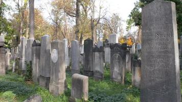 un vecchio cimitero ebraico a Breslavia - lastre tombali e cripte ricoperte di edera video