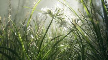 Grass flower field with soft sunlight for background. photo