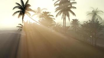 Coco palm trees tropical landscape photo