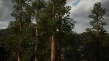 Fog and pine trees on rugged mountainside and coming storm photo