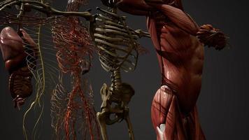 ilustración animada de anatomía humana en 3d foto