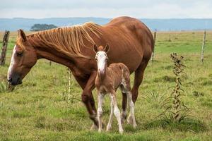 Horses in a farm photo