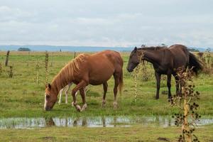 Horses in a farm photo