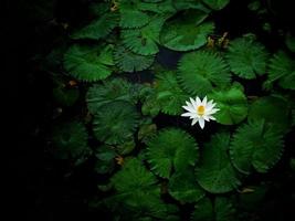 Lotus picture with lotus petal photo