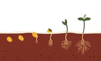 The seed in the ground.The process of growth and development.Seed germination in the soil.Stages, gardening, planting, spring, hobby, plant, tree.Flat vector illustration