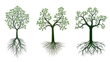 Shape of Tree with green Leaves and Roots. Vector outline Illustration. Plant in Garden.