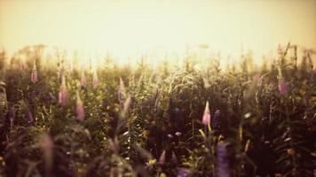 wild field flowers at summer sunset photo