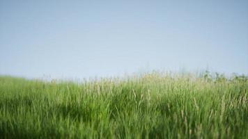 Field of green fresh grass under blue sky photo